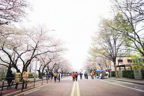 轮中路樱花隧道